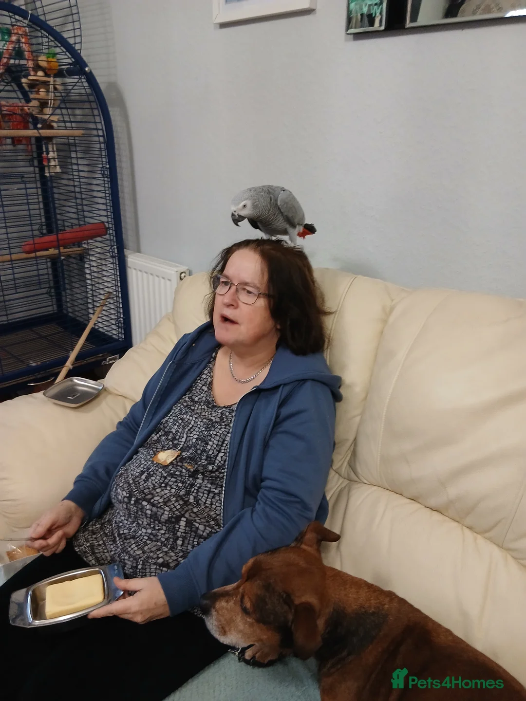 Parrots birds for sale: African grey parrot  - Advert 2