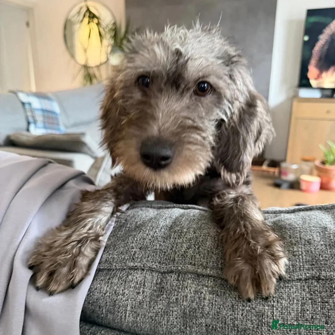 Mixed Breed dogs for adoption: Sammy (Hound/Terrier mix) - Image 16