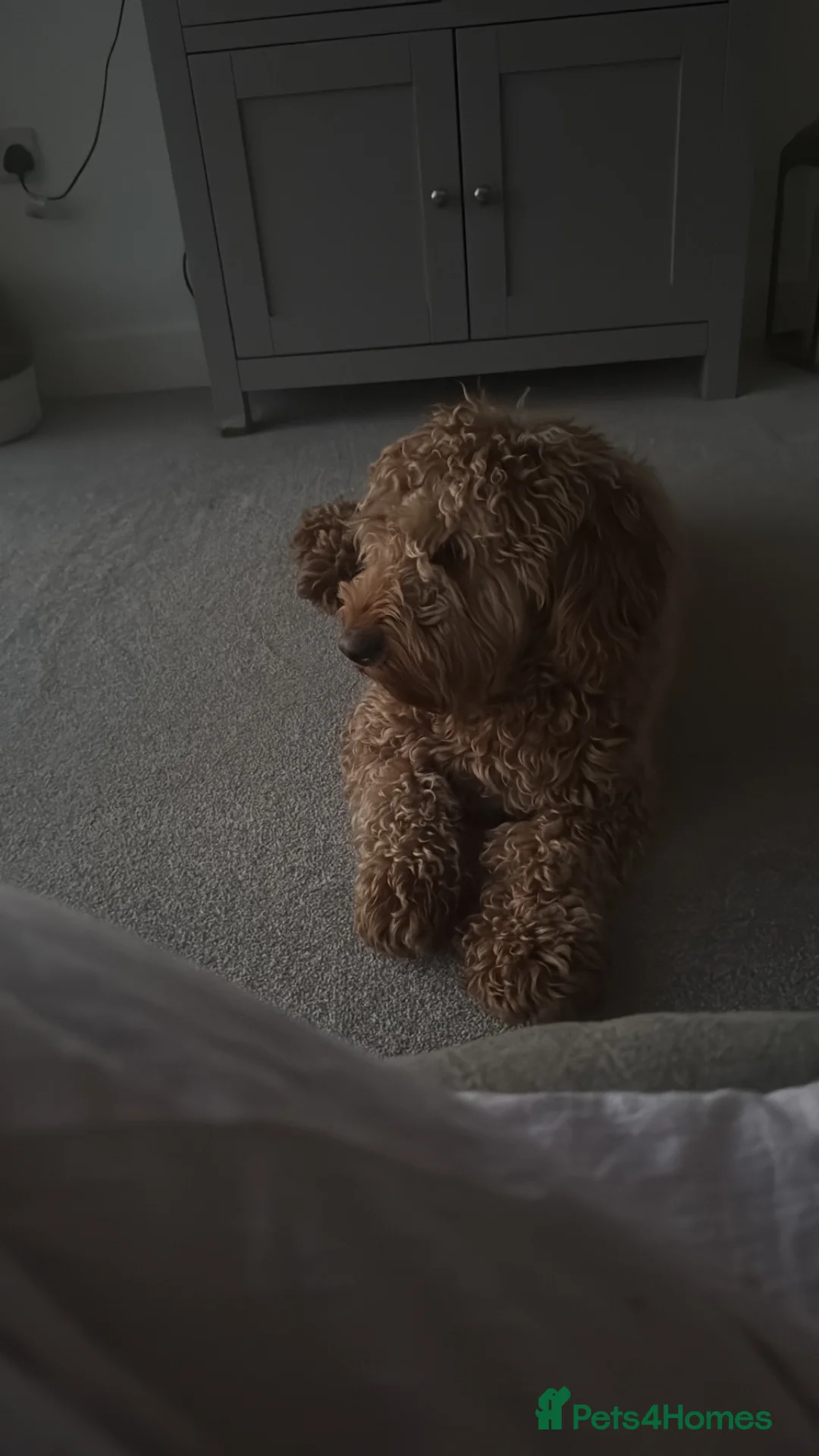 Cockapoo dogs for sale: Cokapoo  - Advert 2