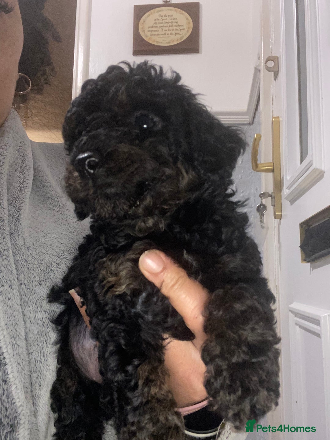 Miniature Poodle dogs for sale: Beautiful Miniature/Toy poodles  - Advert 5