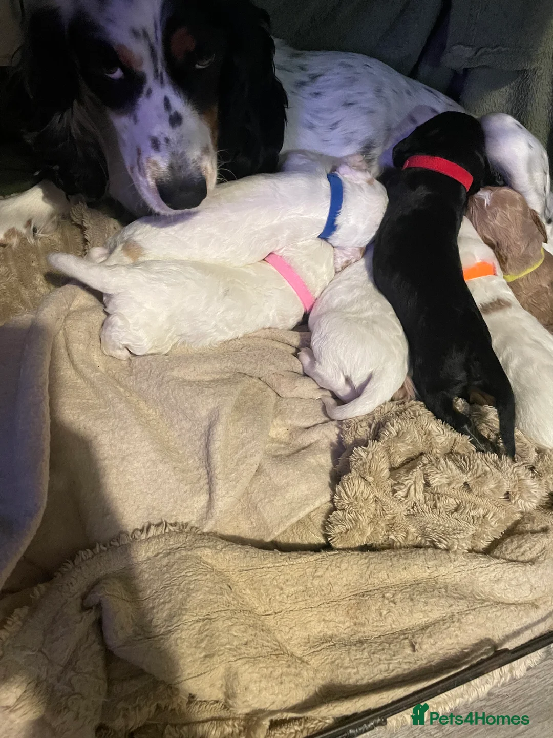 Cockapoo dogs for sale: Cocker spaniel x F1B cockapoo - Advert 10