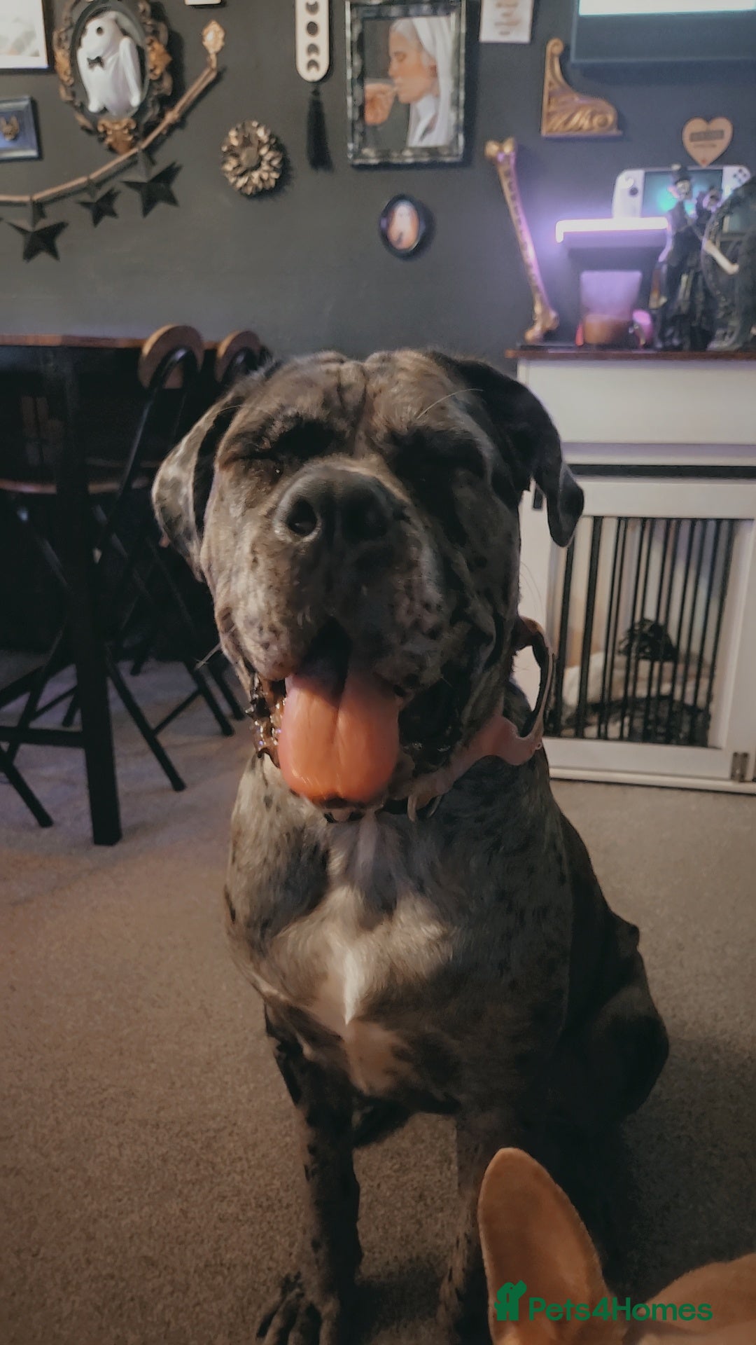 Cane Corso dogs Runa merle corso - Advert 1