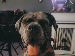 Cane Corso dogs Runa merle corso - Advert 6