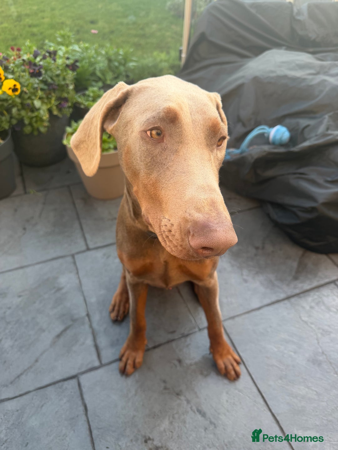 Dobermann dogs for sale: Theo needs a new home - Advert 1