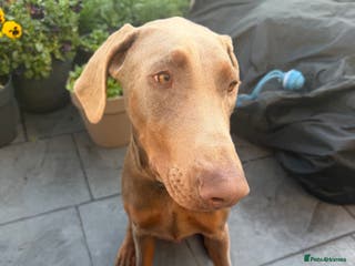 Dobermann dogs Theo needs a new home - Advert 6