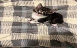 Mixed Breed cats for sale: Tabby Female Kitten, grey & white, 6 week old  - Image 1