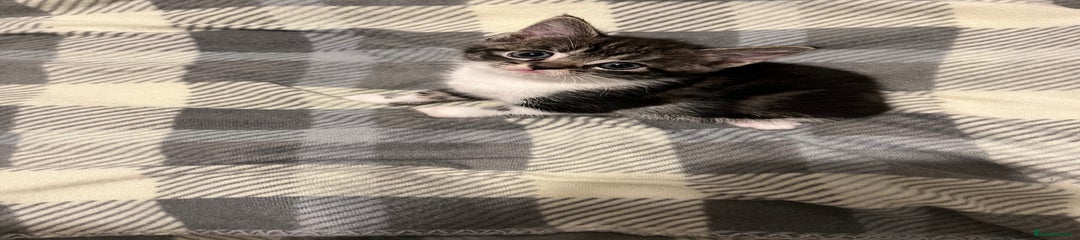 Mixed Breed Kitten 1