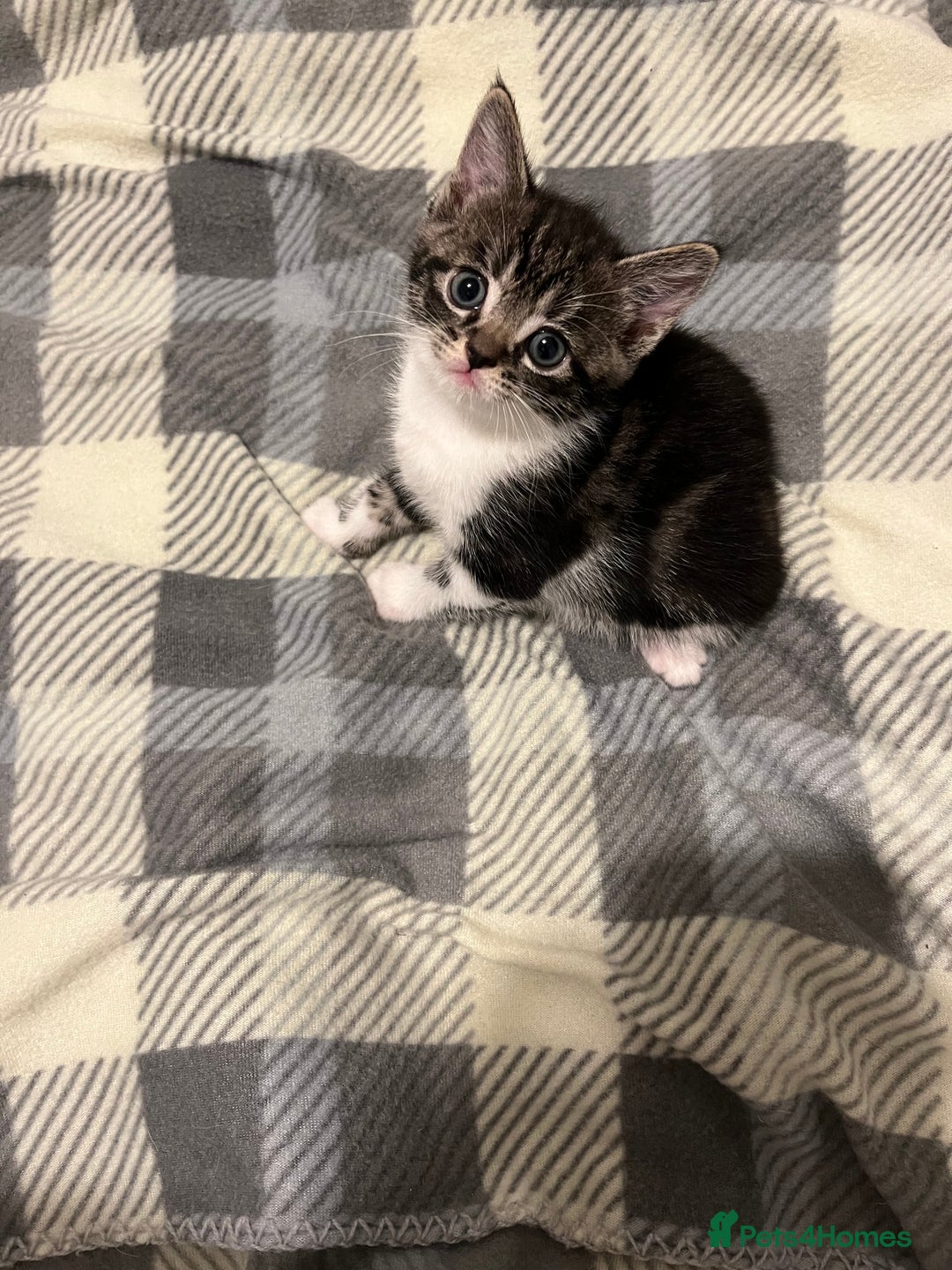 Mixed Breed cats for sale: Tabby Female Kitten, grey & white, 6 week old  - Image 1