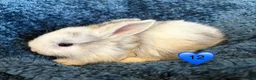 Mini Lop rabbits for sale: Pure bred mini lop bunnies - Advert 28