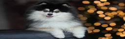 Pomsky dogs for stud: F2 4.5kg Russian Imported Pomsky for Stud - Advert 12