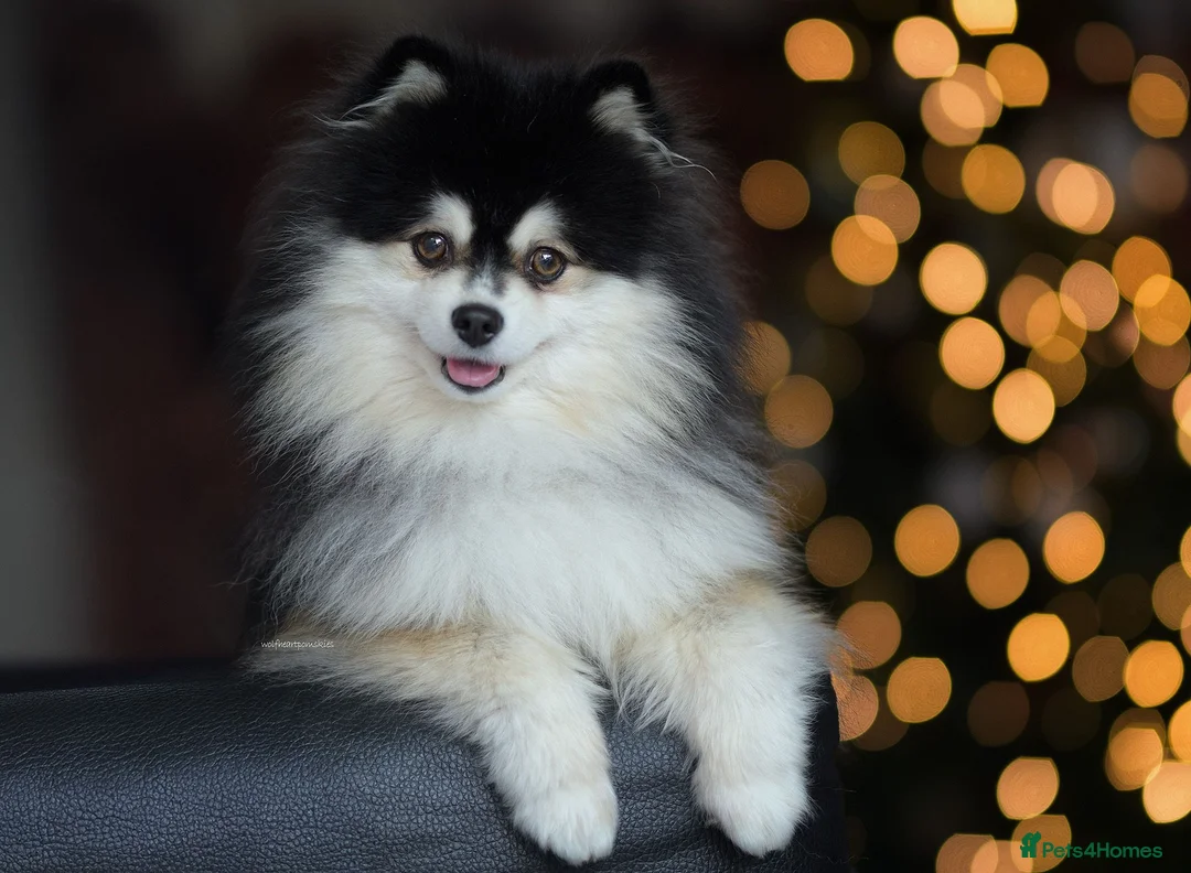 Pomsky dogs for stud: F2 4.5kg Russian Imported Pomsky for Stud - Advert 12
