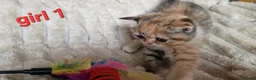 Exotic cats for sale: 4 beautiful exotic x kittens - Advert 22