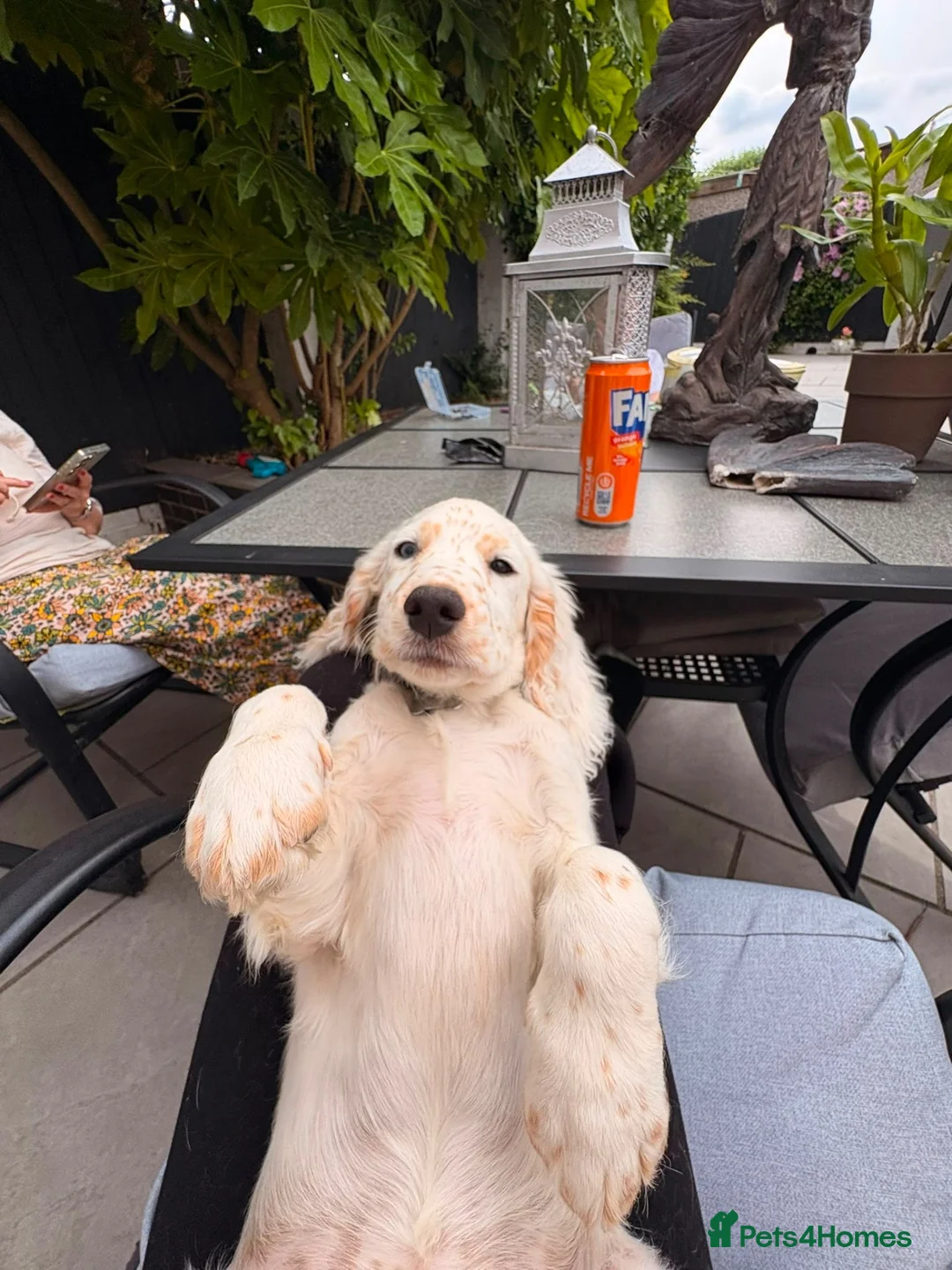 Cocker Spaniel dogs for sale: Cocker spaniel male for sale  - Advert 1