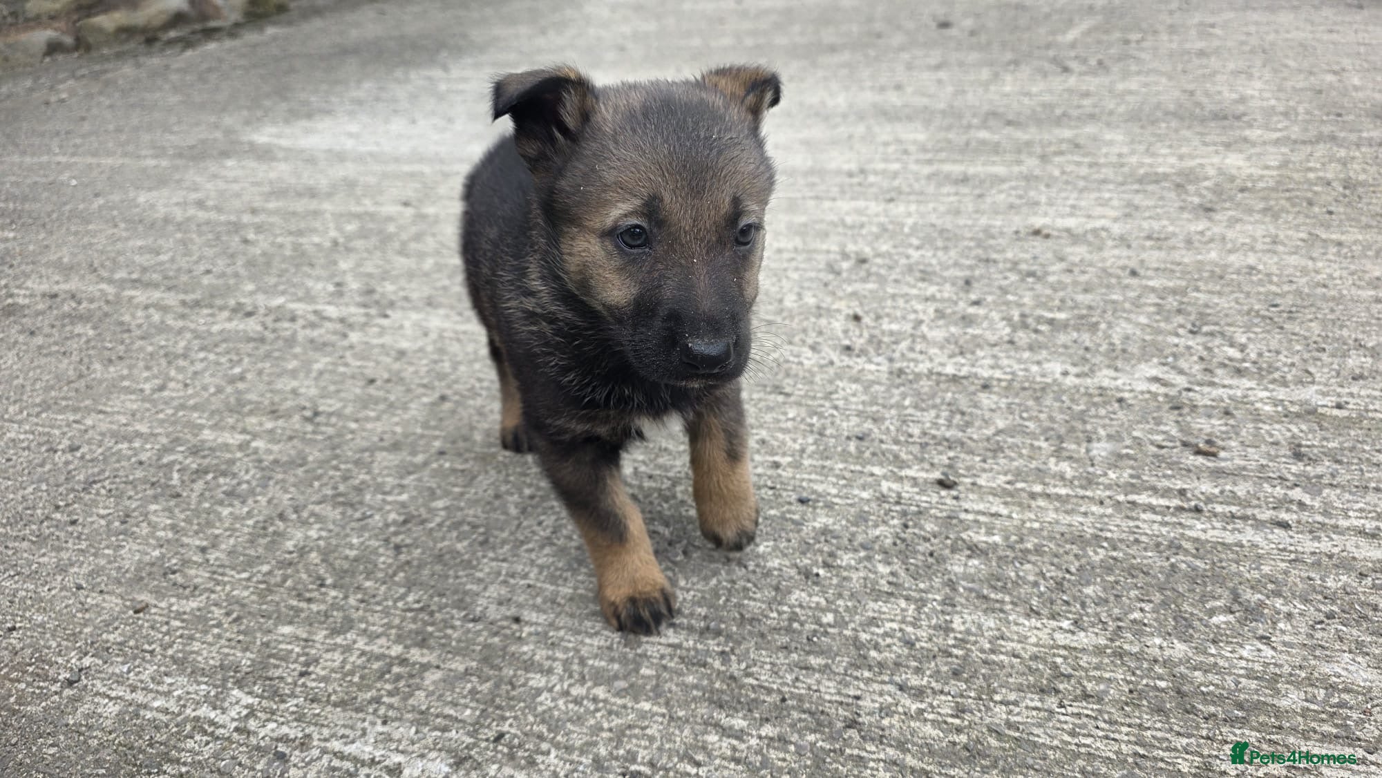 Mixed Breed dogs Border Collies x German shepherds for sale  - Advert 1