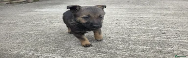 Mixed Breed 2