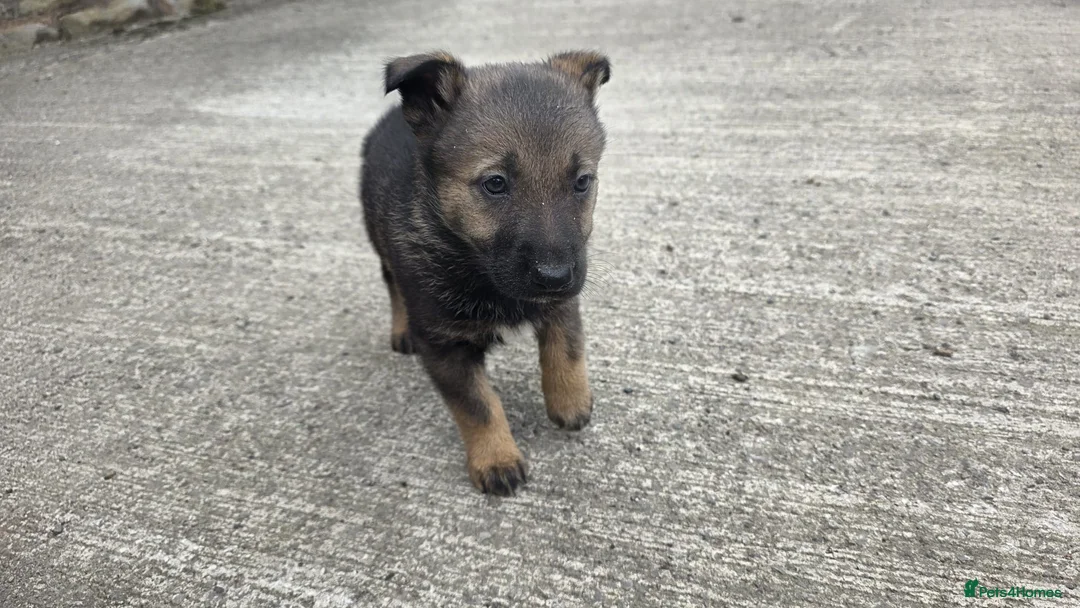 Mixed Breed dogs for sale: Border Collies x German shepherds for sale  - Advert 1
