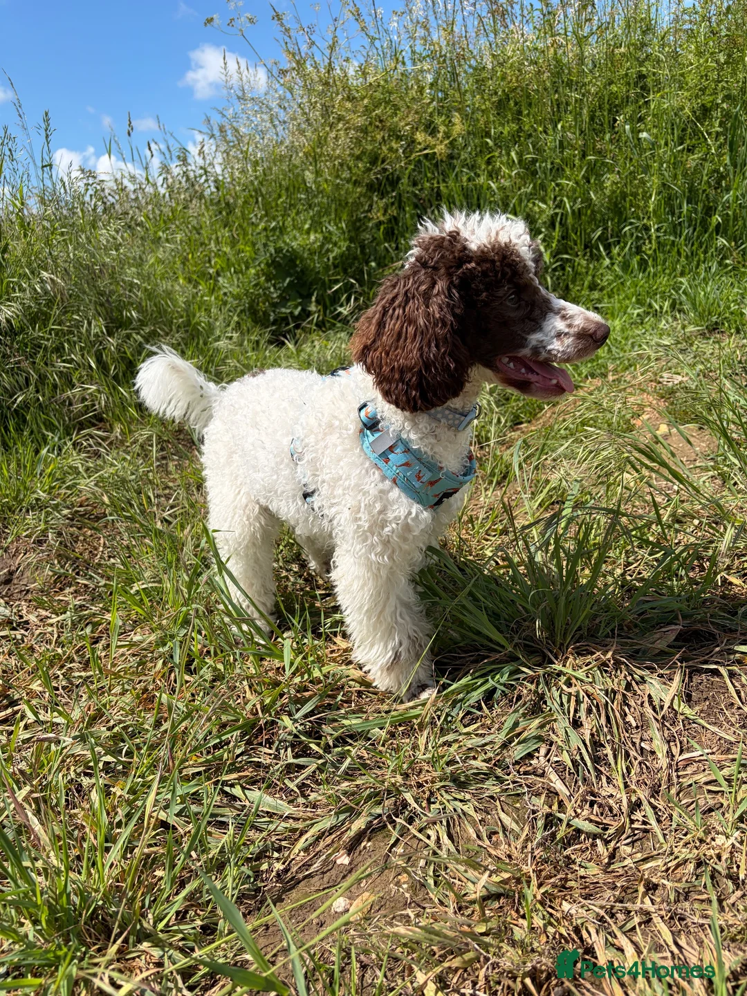 Miniature Poodle dogs for sale: Beautiful parti miniature poodle - Advert 10