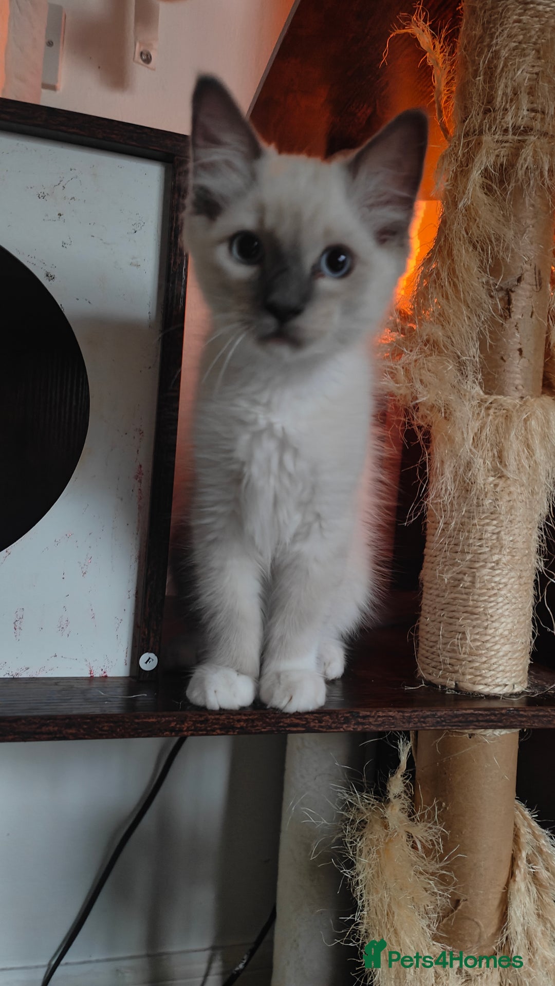 Ragdoll cats for sale: Rag doll kitten  - Image 6