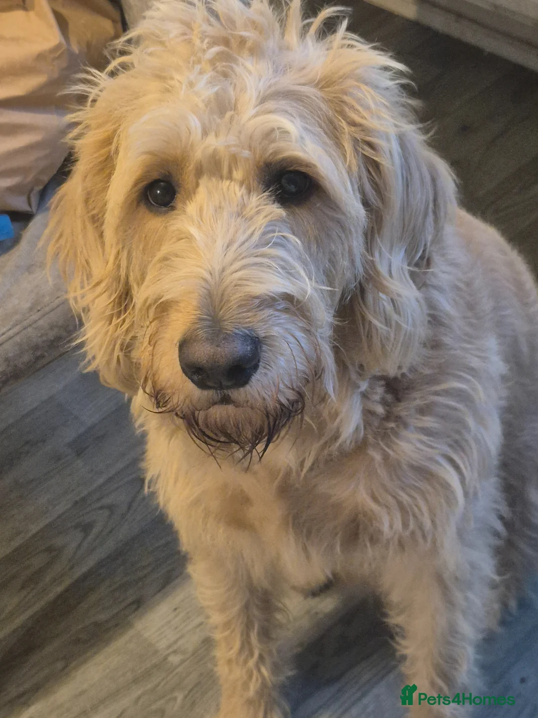 Labradoodle dogs for sale: Labradoodle girl for sale - Advert 1