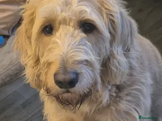 Labradoodle dogs Labradoodle girl for sale - Advert 5