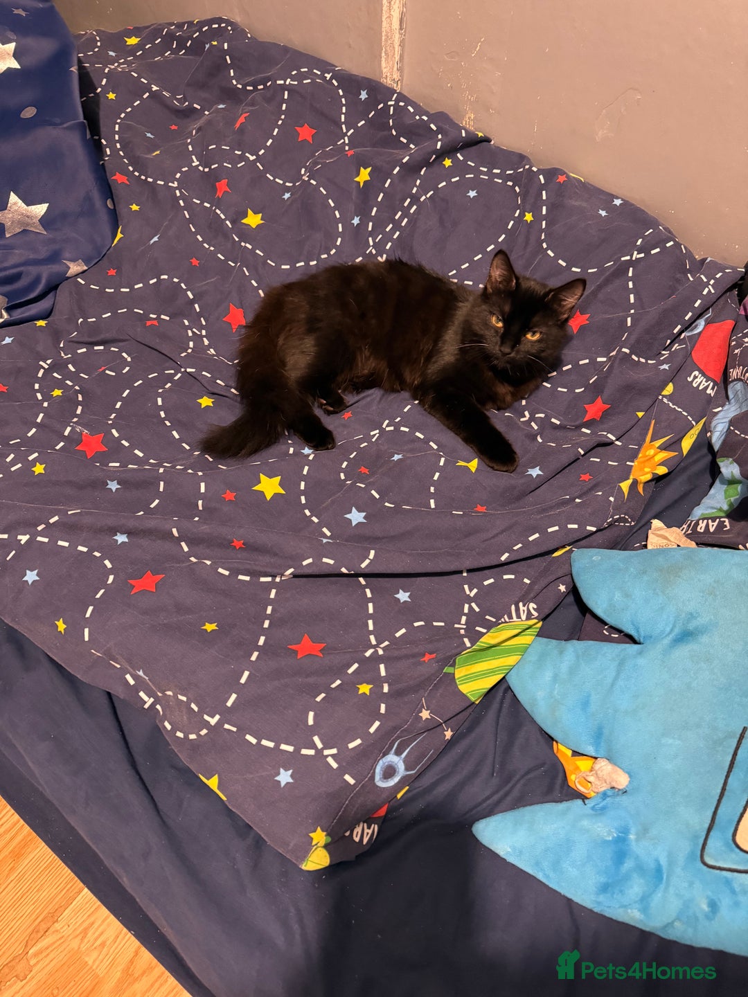 Bombay cats for sale: 2 male kittens for sale  - Image 6