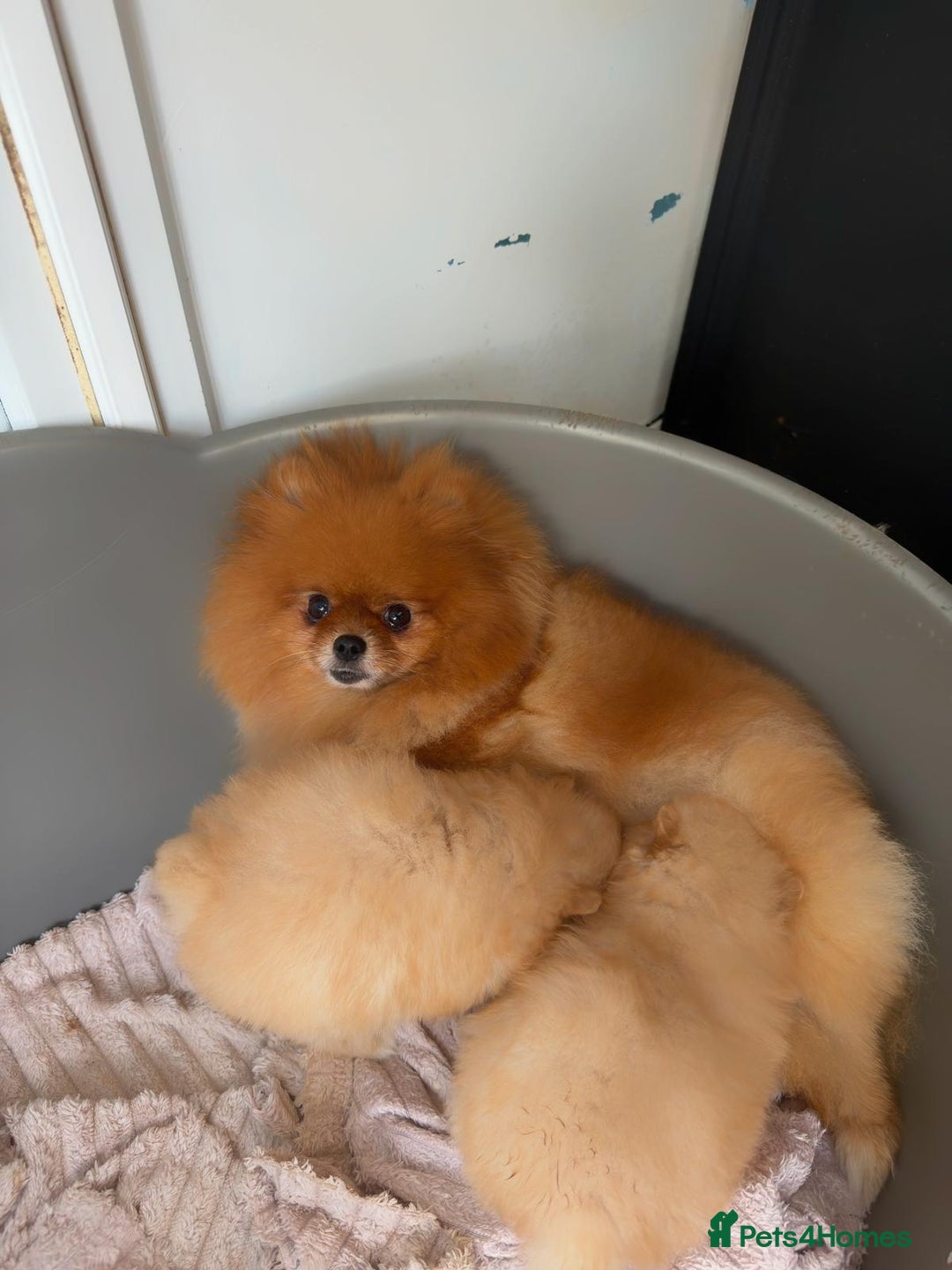 Pomeranian dogs for sale: Stunning Pomeranian Puppy Boys - Advert 2