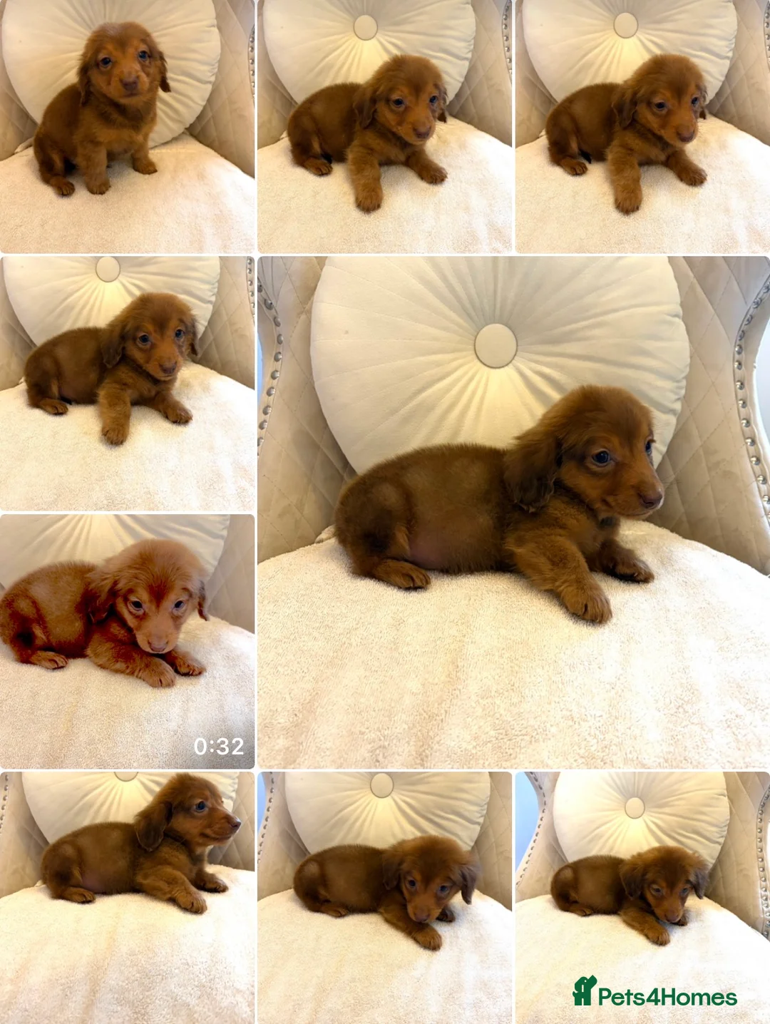 Miniature Dachshund dogs for sale: Dachshund puppy only 1 Boy still available  - Advert 35