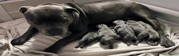Staffordshire Bull Terrier dogs for sale: Blue staffy pups kc registered champion bred - Advert 3