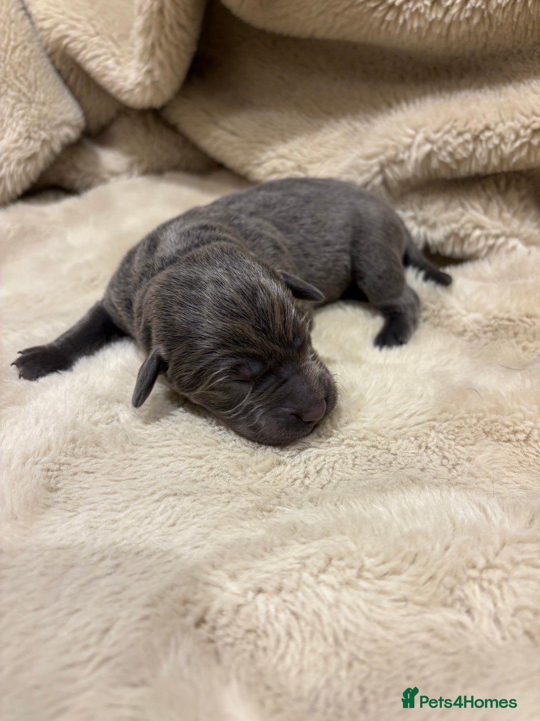 Labrador Retriever dogs for sale: Charcoal/silver Labrador puppies  - Advert 6