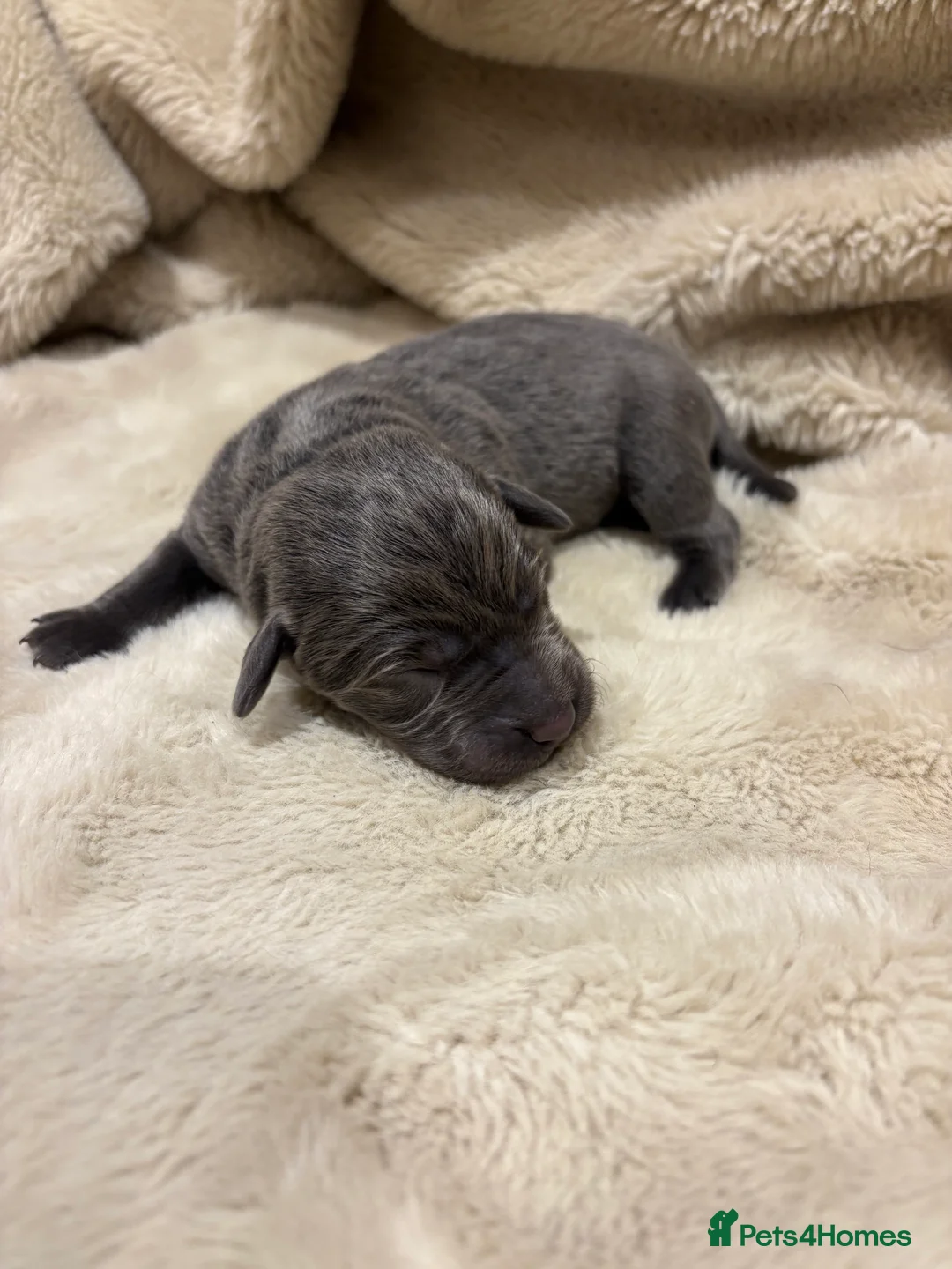 Labrador Retriever dogs for sale: Charcoal/silver Labrador puppies  - Advert 12