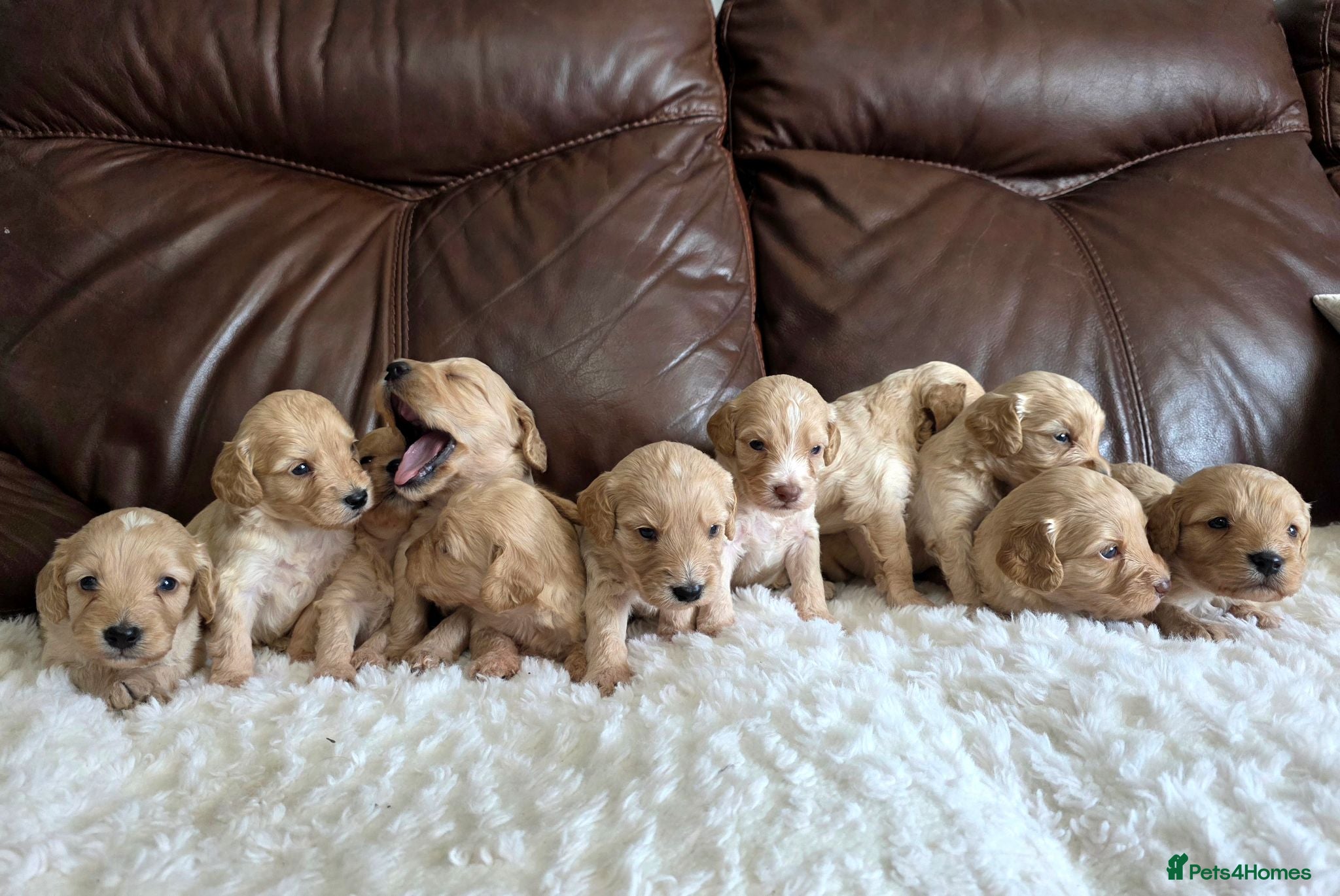 Cockapoo dogs DNA Health Tested Cockapoos Apricot/Golden - Advert 2