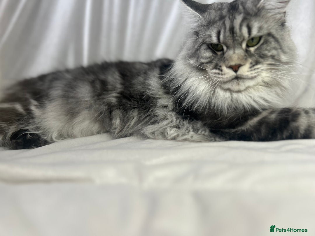 Maine Coon cats for sale: TICA REGISTERD MAINCOON KITTEN’S ⭐️ - Image 25