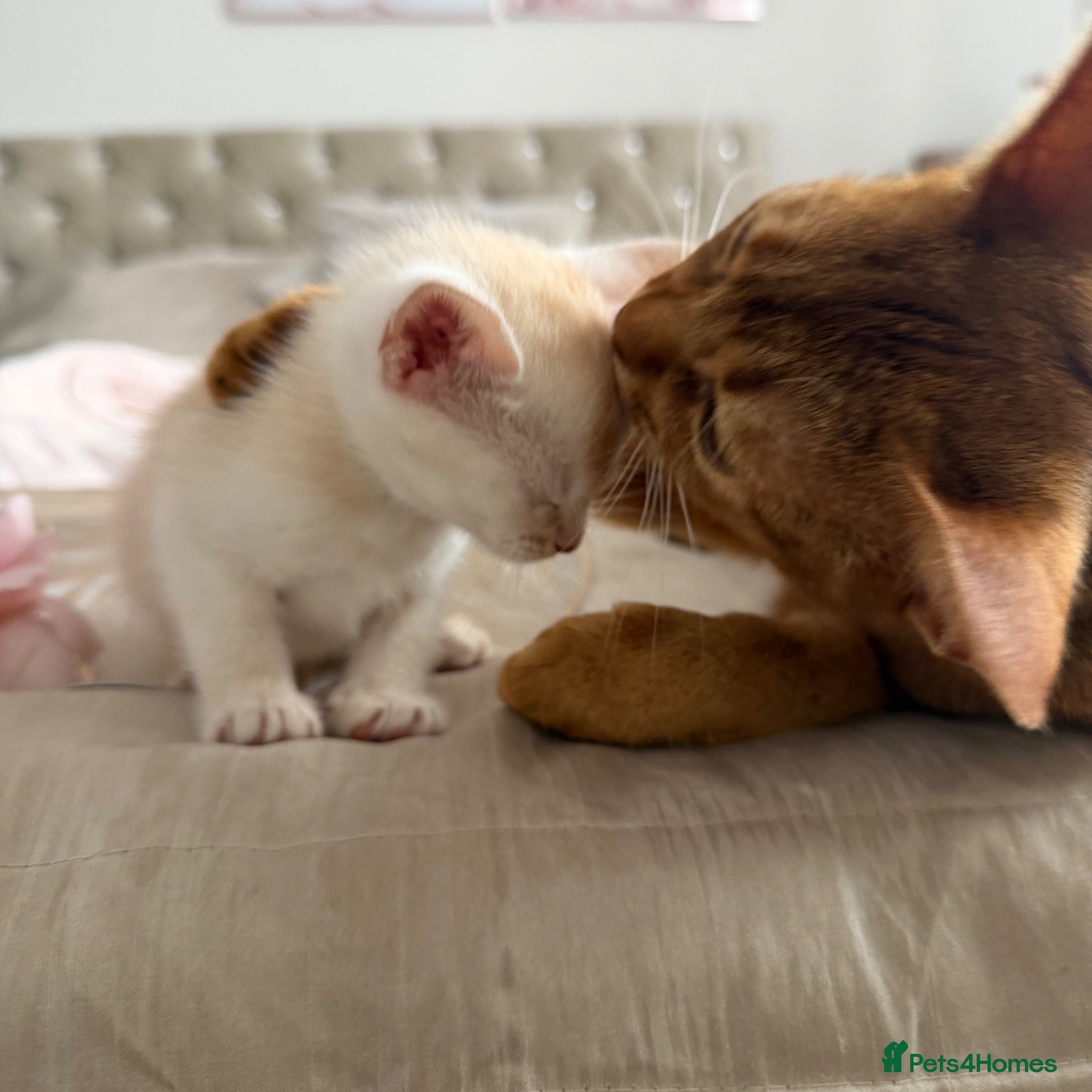 Abyssinian cats ✨ THE JEWEL OF THE LITTER: Rare Silver Sorrel Girl - Advert 1