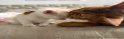 Abyssinian cats for sale: ✨ THE JEWEL OF THE LITTER: Rare Silver Sorrel Girl - Advert 9