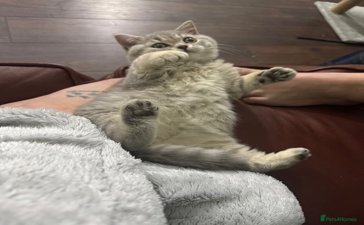 British Shorthair cats British shorthair blue ticked tabby girl  - Advert 1