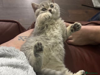 British Shorthair cats British shorthair blue ticked tabby girl - Advert 1