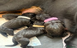 Mixed Breed dogs for sale: 3 beautiful boys for sale  - Image 7
