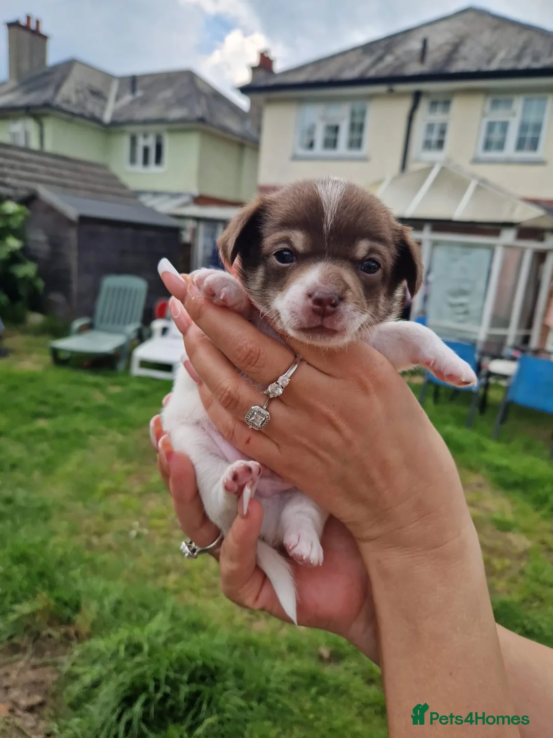 Chihuahua dogs for stud: Handsome Tody - Advert 14