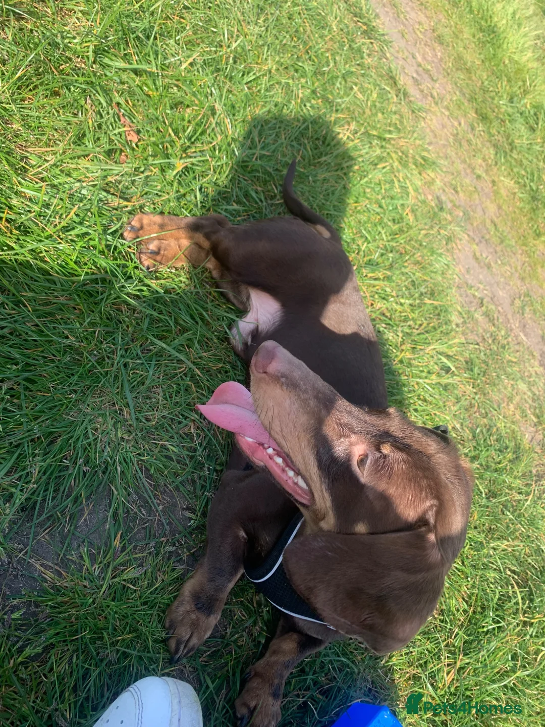 Miniature Dachshund dogs for stud: Chocolate and tanned mini dachshund boy - Advert 10