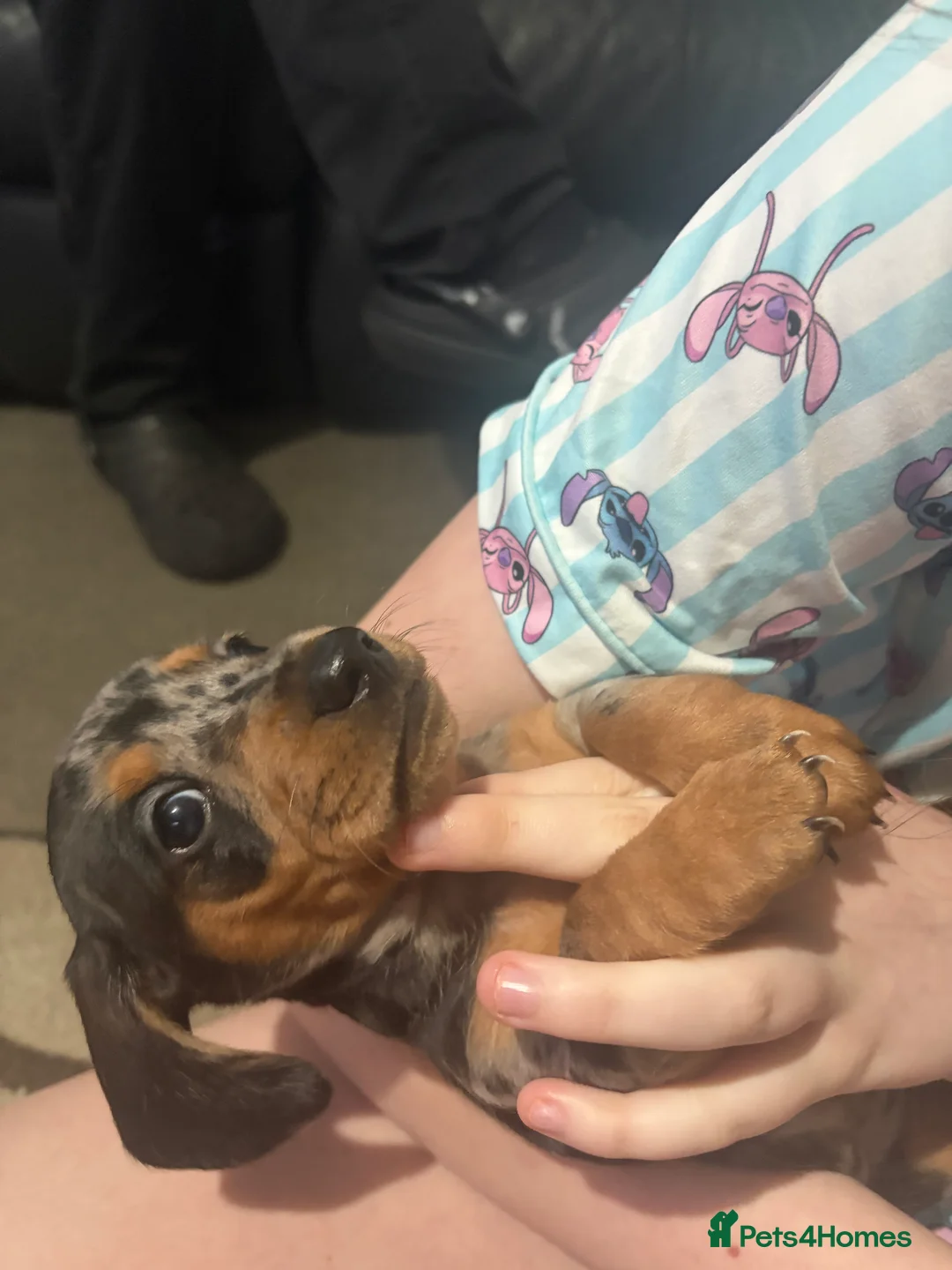 Dachshund dogs for sale: 2 boy Miniture dashund puppies for sale  - Advert 2