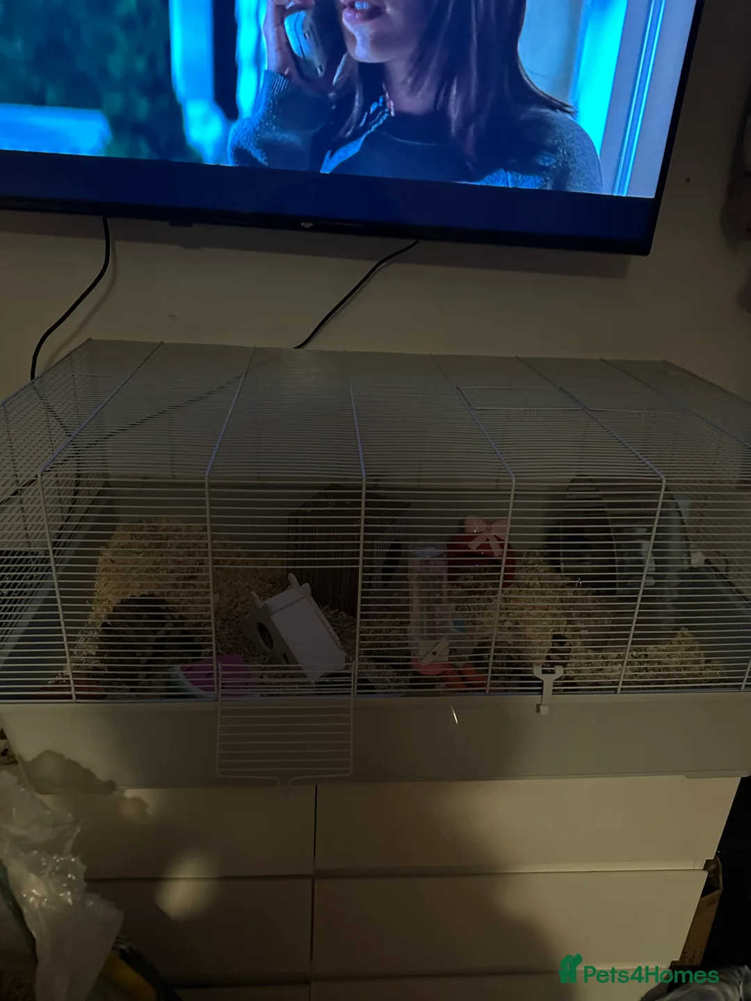 Hamster rodents for sale: Female Syrian hamster with cage - Advert 8