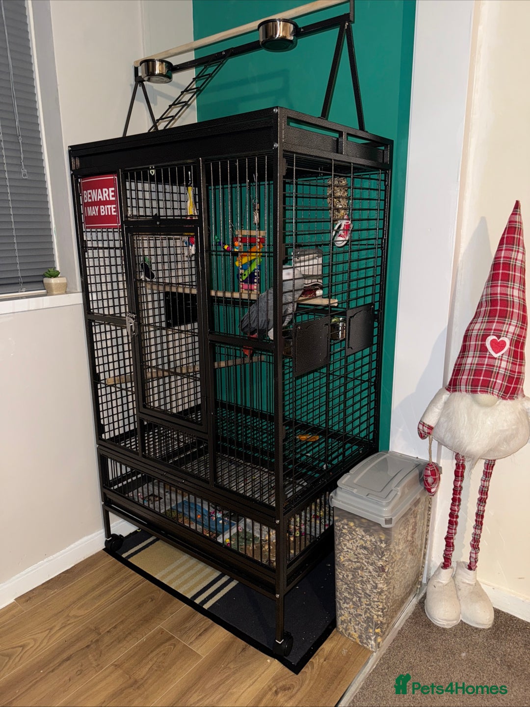 Parrots birds for sale: African Grey male URGENT - Advert 2