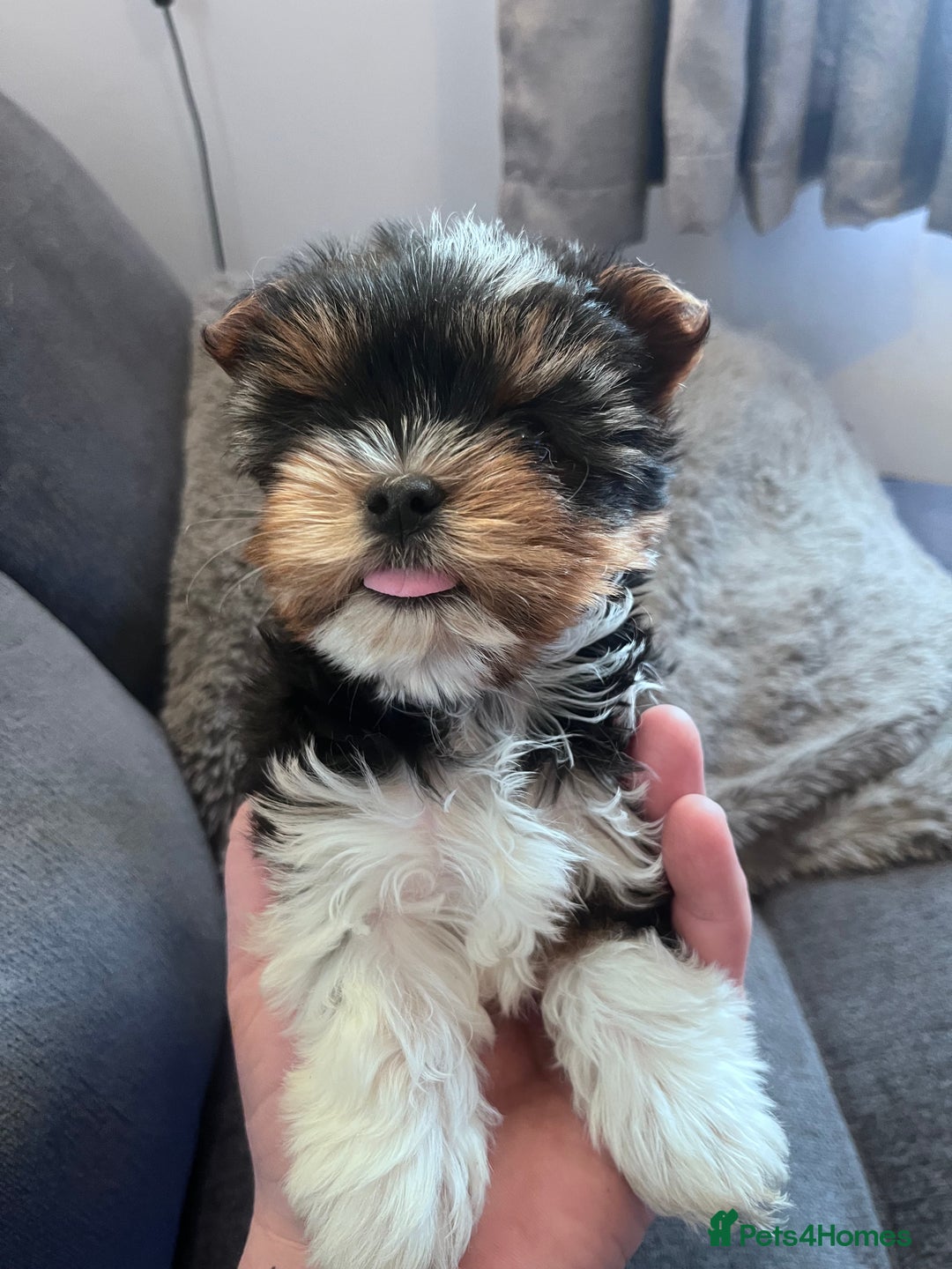 Biewer Terrier dogs for sale: 2 Pure Yorkshire Biewier Terrier READY TO GO - Advert 5