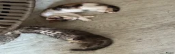 Domestic Shorthair cats for sale: Kittens  - Advert 4