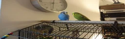 Budgerigars birds for sale: 2 Budgies PICO (blue) LEO (green) in Uxbridge - Advert 5
