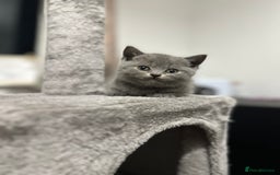 British Shorthair cats for sale: British Shorthair/Scottish Fold Kittens for sale - Image 5