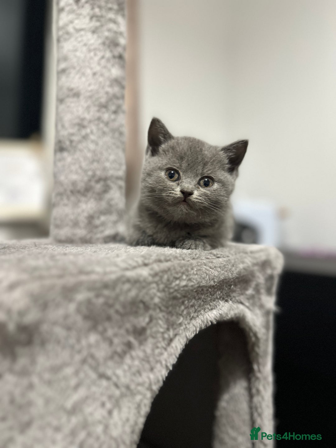 British Shorthair cats for sale: British Shorthair/Scottish Fold Kittens for sale - Image 5