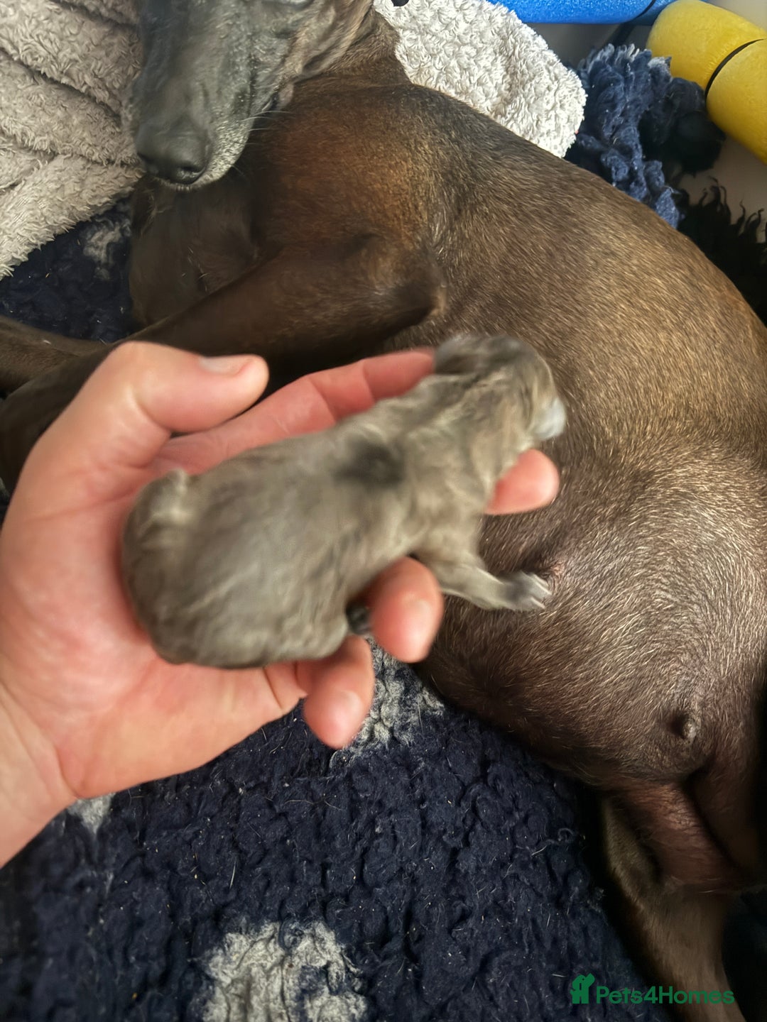 Italian Greyhound dogs for sale: Italian Greyhound pup- KC Reg- 1 Boy Left  - Image 5