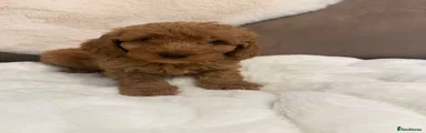 Cockapoo 7
