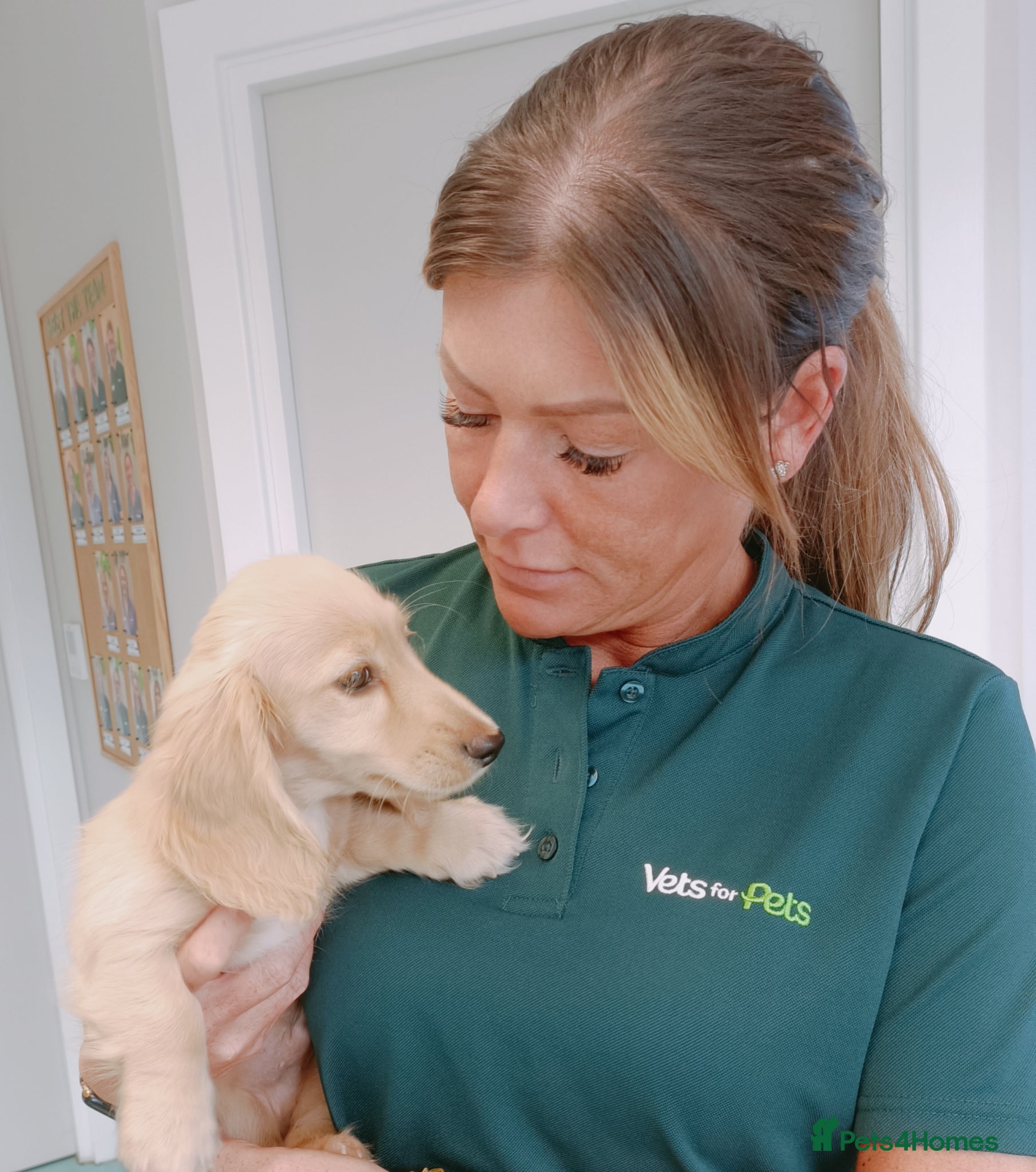 Dachshund dogs FULLY VACCINATED KC Mini dachshund cream boy  - Advert 15